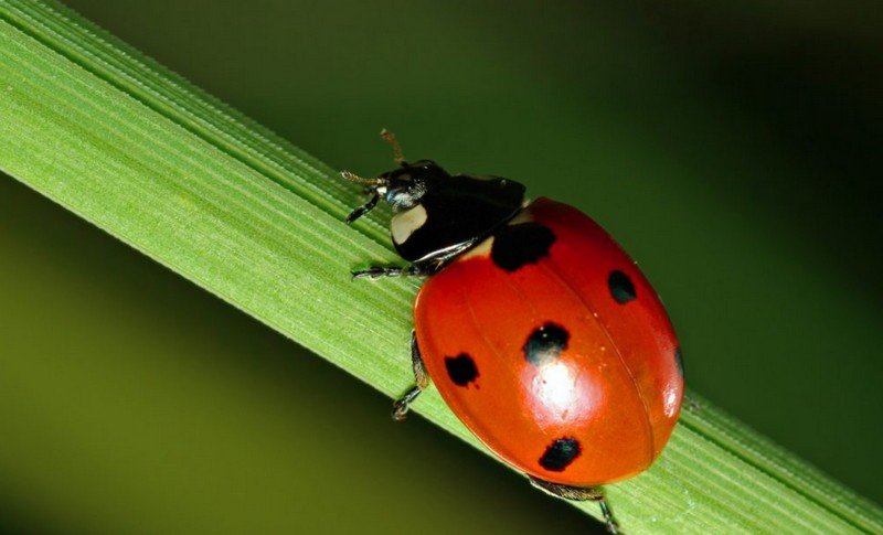 Lezbiyenlar külotlu çorapda oyoqlarini yalab video