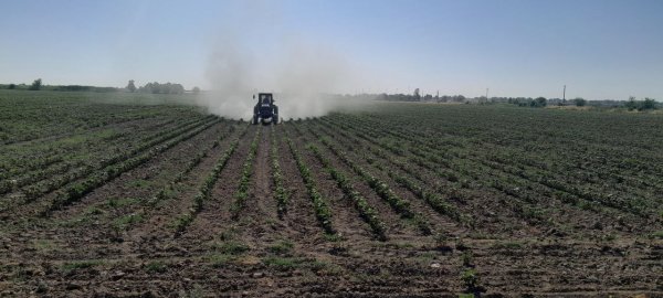 G‘oza parvarishi bilan bog'liq agrotexnik tadbirlar