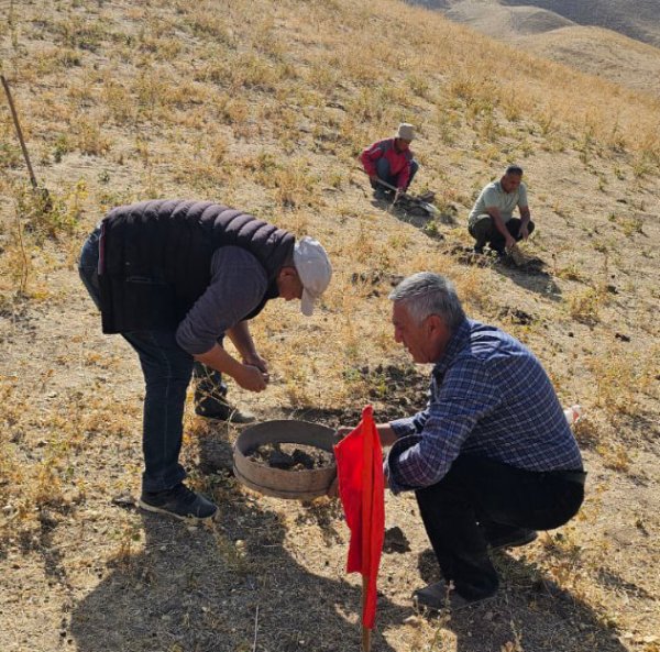 Jizzax viloyatida zararli chigirtkalar hamda tut parvonasiga qarshi kuzgi kuzatuv ishlari davom etmoqda